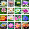 60pcs Mix Bonsai Lotusblume Samen Balkonpflanzen, Für Die Bepflanzung In Wasser Schüssel Lotus Samen, Wasser Blumensamen Pflanze Für Teiche Und Gärten