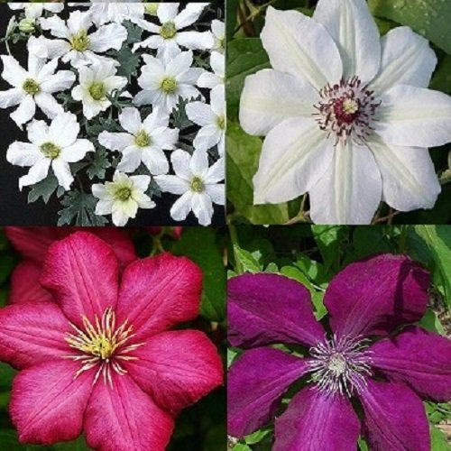 4 x Clematis - Rot Weiß mix - 4 Pflanzen kaufen/3 bezahlen - Clematis Early Sensation (Immergrün)/Miss Bateman/Ville de Lyon/Rouge Cardinal - Mehrjährig und Winterhart | 4 x 1,5 Liter Töpfe