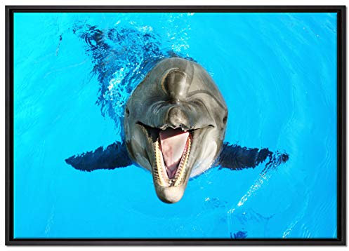 Pixxprint Delfin lacht Leinwandbild 100x70 cm im Bilderahmen, Wandbild, Schattenfugenrahmen, Kein Poster