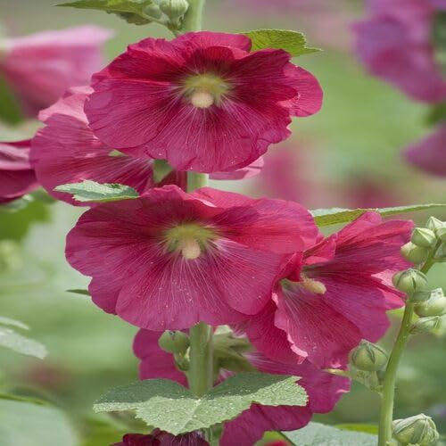 Nuovi semi freschi di malvarosa arancione da 100 pezzi