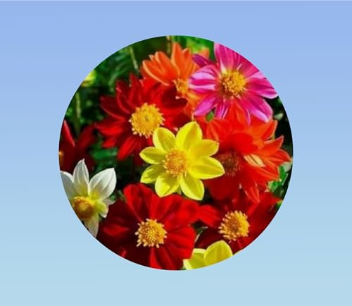 180 graines DAHLIA NAIN MIGNON - PLANTE VIGOUREUSE - varié
