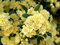 Portal Cool Las semillas del paquete: Rosa Lutea Banksiae En 9cm Pot Banksian Rose fragante amarillo Rambler
