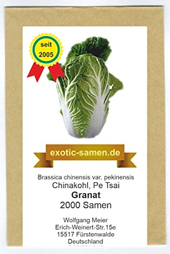 Chinakohl - Granat - Brassica chinensis - Pe Tsai - samenfeste Sorte - 2000 Samen