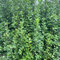semillas de boj arbusto ornamental plantas perennes resistentes flores plantas verdes a prueba de invierno plantas para exterior flores de árboles ornamentales arbustos 150pcs
