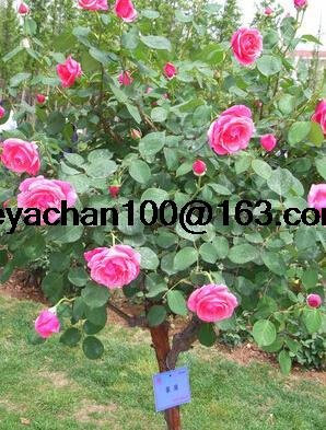 mehrere Bonsai-Baum Bonsai-Baum Farben Hof 100 Blumensamen Rose