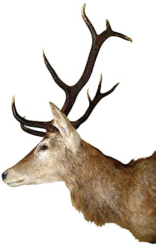 1art1 Wild Hirsch-Kopf Profil Wand-Tattoo | Deko Wandaufkleber für Wohnzimmer Kinderzimmer Küche Bad Flur | Wandsticker für Tür Wand Möbel/Schrank 112x71 cm