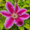 Clematis Dr Ruppel 1L - Pflanze für Anfänger und professionelle Gärtner - Ideal für Kleingarten, Garten - Schöne Pflanze mit ungewöhnlichen Blüten - Genießen Sie jeden Tag ihre Farben