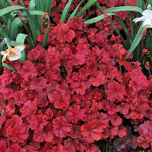 1 x Heuchera 'Cherry Cola' Alumwurzel Halbimmergrüner Strauch winterharte Pflanze im Topf