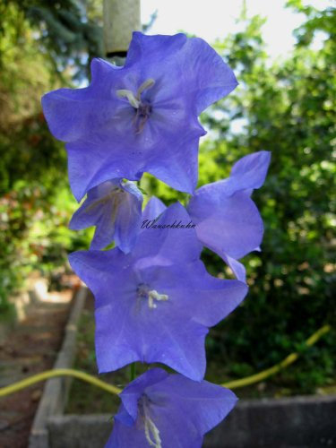 Staudenkulturen Wauschkuhn Campanula persicifolia - Pfirsichblättrige Glockenblume - Staude im 9cm Topf