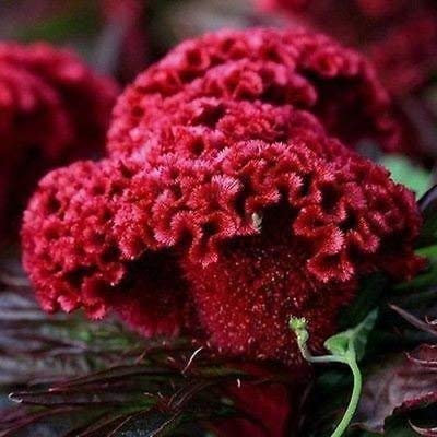 . 100 PC mischten Novel Finger Limes Citrus Bonsai, Rare Granatapfel so köstlich süße Frucht Seedssfor Hausgarten Balkon Bepflanzung: 15