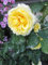 Rosa Sommergold ® - Kletterrose Sommergold ® - Noack Rose - ADR Rose