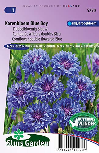 Semillas de flores dobles de aciano Blue Boy