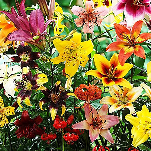COOTO Garden 50x Lilien zwiebeln mix Winterharte pflanzen für garten Lilium pflanze Mehrjährige pflanzen Gartenpflanzen Blumen zum pflanzen