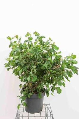 Corylus av. 'Twister' - Korkenzieher-Haselnuss Twister 60-80 cm Container
