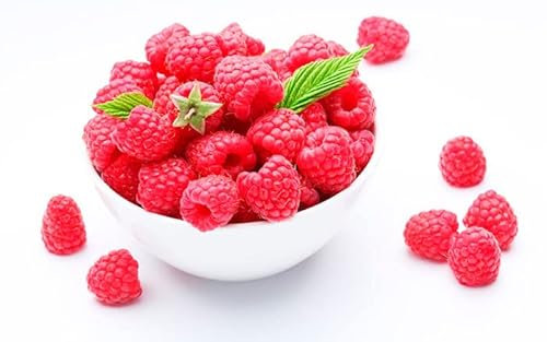Planta Frambuesa Viva Arbusto Natural Frutos del Bosque Frambuesas Rojas