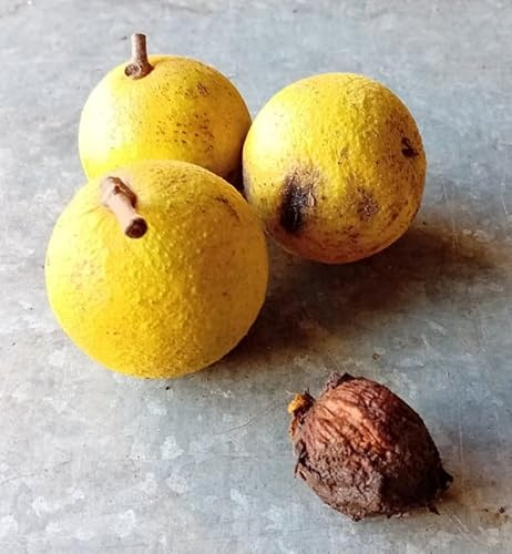 Juglans nigra JNI 900 France/Noyer noir d'Amérique/Conteneur de 3 à 4 litres profond/Baliveau