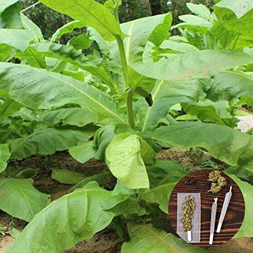 clifcragrocl Semillas orgánicas de Virginia de Tabaco Heirloom Semillas de Plantas Frescas Fácil de Cultivar