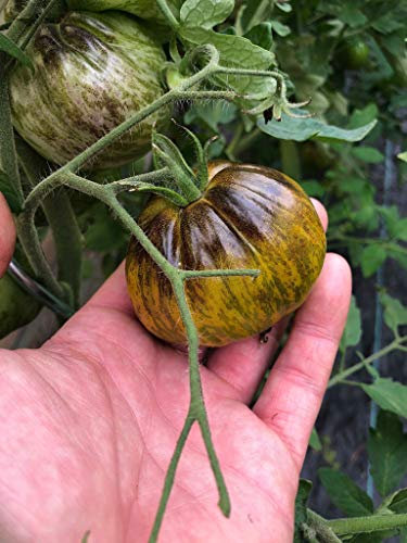 Tomate 'Great Blue' 10 Samen *Seltene Fleischtomate*