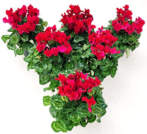 POWERS TO FLOWERS - CICLAMINO A FIORE PICCOLO PROFUMATO, CICLAMINO MINI ROSSO, 6 PIANTE, VASO 10CM, piante vere
