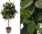 Künstlicher Gummibaum ca. 150cm hoch mit Naturstamm - Ficus Elastica Kunstbaum im Topf