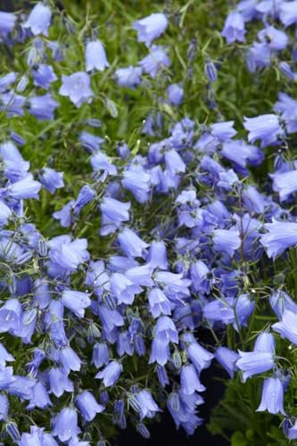 Campanula cochleariifolia 'Bavaria Blue' ca. 9x9 cm Topf - Glockenblume, blaue Blüten, Blütezeit Juni-August, ideal für Steingärten, pflegeleicht und winterhart