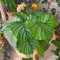 100 pcs calathea pflanze samen - mini pflanzen gartenpflanzen winterhart mehrjährig fensterbank deko stauden winterhart mehrjährig balkonpflanzen winterhart gartenpflanzen winterharte