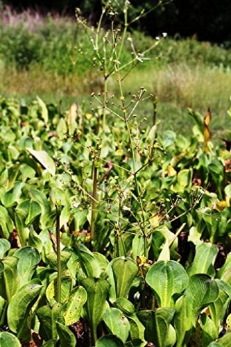 4er-Set im Gratis-Pflanzkorb - Alisma parviflora - Rundblättriger- Breitblättriger Froschlöffel, weiß - Wasserpflanzen Wolff