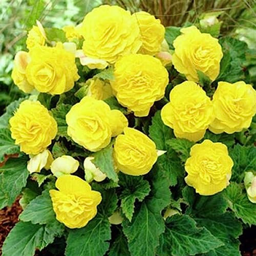 Semi di begonia, 50 Pz/borsa Semi di begonia Perenne Rare Begoniaceae Giallo Cortile Semi di fiori Fiore Albero da frutto Semi di ortaggi Seme