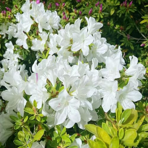 380 pcs rhododendron pflanze samen - azalee winterhart garten pflanzen balkon deko sommerblumen samen gartensamen schattenpflanzen blumendeko