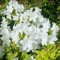 380 pcs rhododendron pflanze samen - azalee winterhart garten pflanzen balkon deko sommerblumen samen gartensamen schattenpflanzen blumendeko