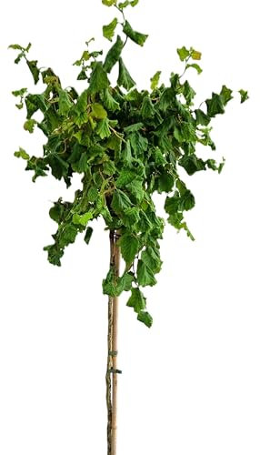 Korkenzieherhasel Corylus avellana  Twister Hochstamm 125-150 cm Höhe Winterhart Freilandaufzucht