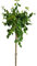 Korkenzieherhasel Corylus avellana  Twister Hochstamm 125-150 cm Höhe Winterhart Freilandaufzucht