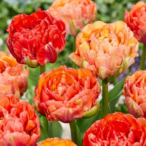 GreenboutiQ - Blumenzwiebeln - Tulpenzwiebeln Gudoshnik Double -Bulbs Hardy Perennial - Doppelblütig - 12 Stück - Zwiebelgröße 11/12 - XXL Pack