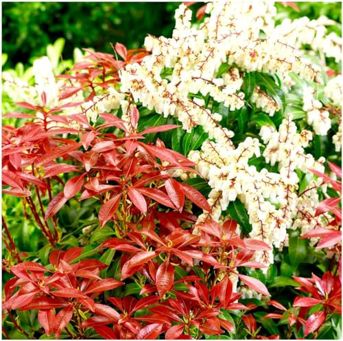 GrowOn Shrubs [x3] Pieris 'Mountain Fire' | Multi-Pack | Evergreen Shrubs | Outdoor Garden Ready Plants | Spring Flowering | White Flowers