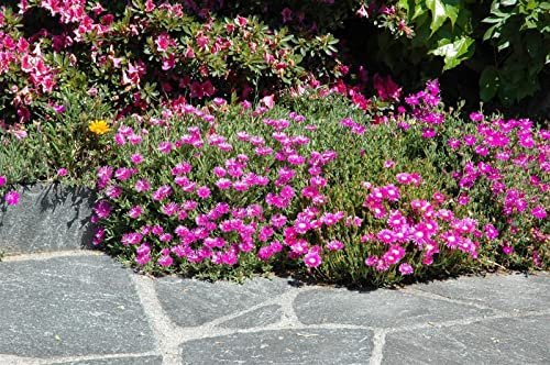 Delosperma cooperi ca. 9x9 cm Topf - Mittagsblume, rosa Blüten, Blütezeit Mai-September, ideal für Steingärten, trockenheitsresistent, pflegeleicht