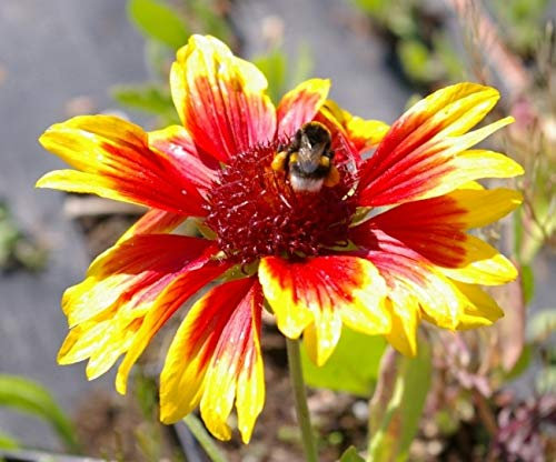 Gaillardia aristata Kobold - Kokardenblume - Stückzahl Rabatt 5er-Paket