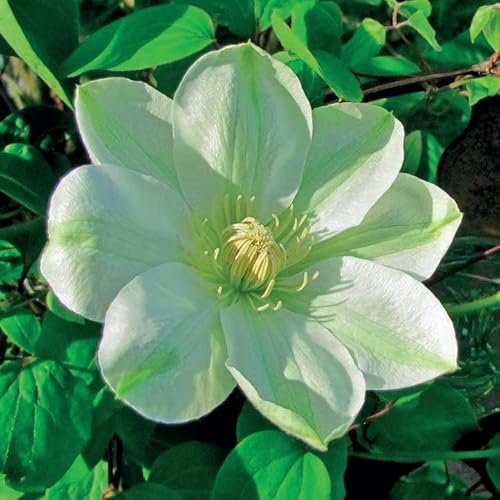 Clematis Großblütige Guernsey Cream 1L - Pflanze für Anfänger und professionelle Gärtner - Ideal für Kleingarten, Garten - Schöne Pflanze mit ungewöhnlichen Blüten - Genießen Sie jeden Tag ihre Farben