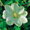 Clematis Großblütige Guernsey Cream 1L - Pflanze für Anfänger und professionelle Gärtner - Ideal für Kleingarten, Garten - Schöne Pflanze mit ungewöhnlichen Blüten - Genießen Sie jeden Tag ihre Farben