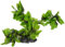 Amtra Wave Hygrophila Plante Réplique pour Aquariophilie 30 cm