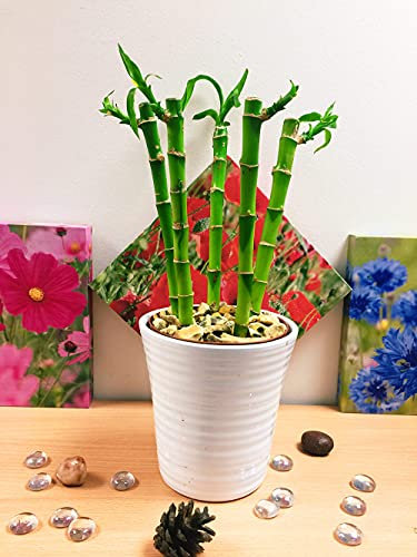 Easy Plants Lucky Bamboo Plant in White Ceramic Pot & Autumn Gold Gravel Top Dressing