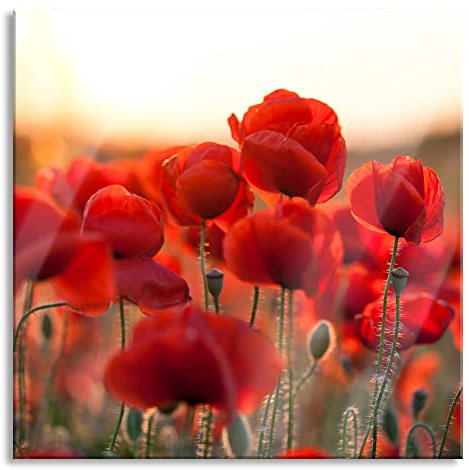 Pixxprint Glasbild, Wandbild auf Echtglas, Feuriger Mohn, 60x60 cm, inkl. Aufhängung und Abstandshalter