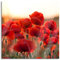 Pixxprint Glasbild, Wandbild auf Echtglas, Feuriger Mohn, 60x60 cm, inkl. Aufhängung und Abstandshalter