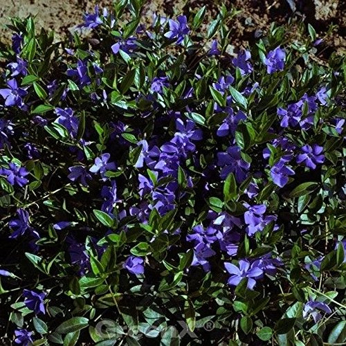 10x Immergrün Flower Power - Vinca minor - lebende Gartenpflanze aus den Baumschulen