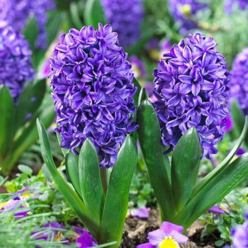 Plant in a Box - Hyacinthus Blue Trophy - Set de 15 - Bulbes de Jacinthes Rustiques - Bulbes à Floraison Précoce pour le Jardin
