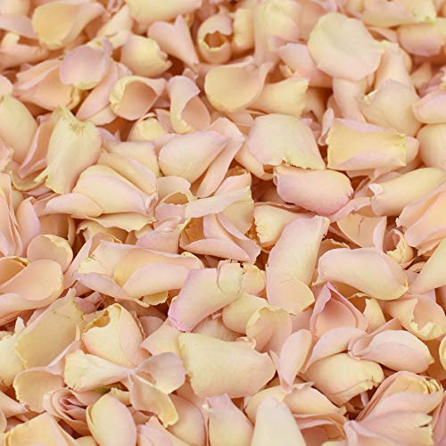 Petals and Roses Freeze Dried Rose Petal Confetti | Natural & Biodegradable for Weddings, Palest Pink, 2 Litres