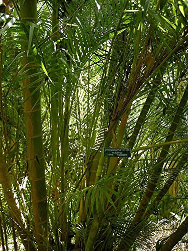 5 Samen von Dypsis lutescens HARDY Arecapalme Seeds