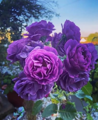 Strong Fragrant Purple/Deep Lilac Minerva Hybrid Tea Bush Rose in A 3 Litre Pot