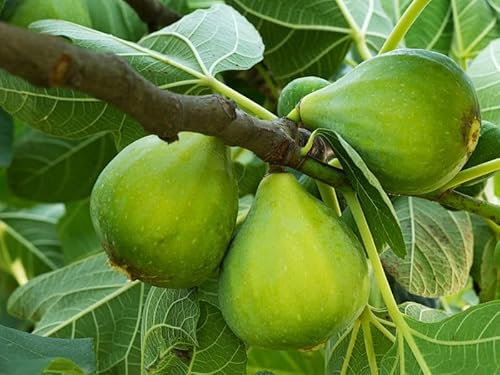 Pianta di fico san giovanni bianco, fico culummara bianca, vaso 24cm, pianta fruttifera per giardino