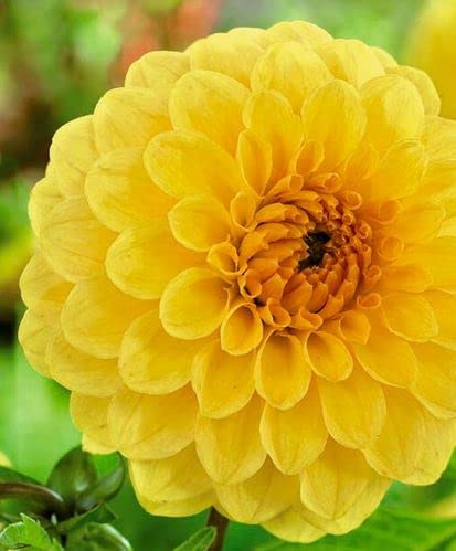 Pompon-Dahlien Golden Scepter