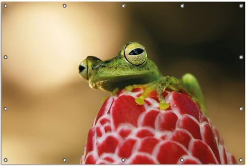 Wallario Outdoor-Poster für Garten oder Balkon Frosch sitzt auf Einer Knospe, Motivbanner Größe: ca. 120 x 180 cm, Outdoor-Bild